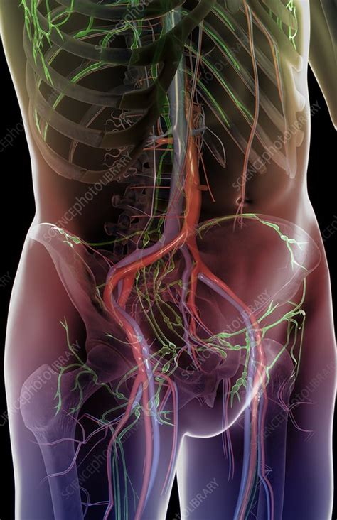 The blood and lymph vessels of the lower - Stock Image - C008/2510