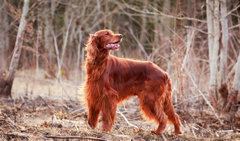 Irish Setter Breed Facts and Information | PetCoach