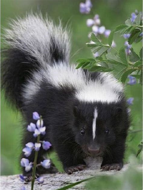 Awesome Photograph Baby Skunks Cute Animals Animals Beautiful