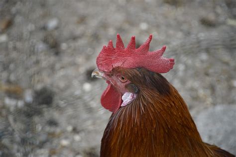 Rooster Cock Bird Free Photo On Pixabay Pixabay