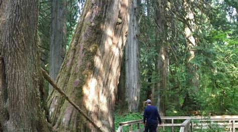 Is cedar good firewood? a guide to burning cedarwood