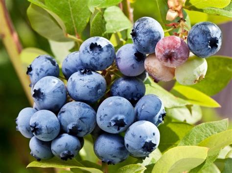 Tifblue Blueberry Bush — Just Fruits And Exotics Blueberry Bushes