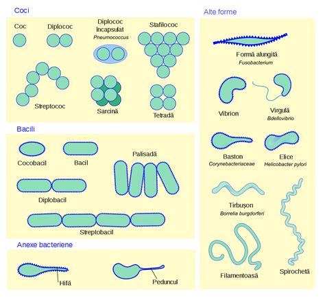 Filebacterial Morphology Diagram Rosvg Wikimedia Commons