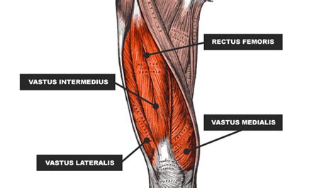 Healthy muscular structure and bones. Quads - anatomy - RoxStar Fitness