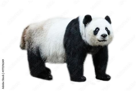 The Giant Panda Ailuropoda Melanoleuca Also Known As Panda Bear Is A