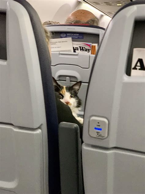 Cat On A Plane His Face Says It All What Were Flying Cat Travel Funny Cute Cats