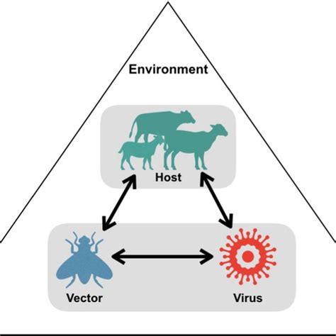 Bluetongue Virus Interaction Diagram The Mechanisms Underlying The