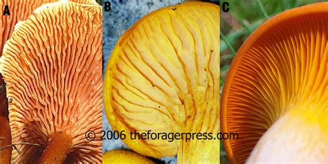 Chanterelle Look Alike Pictures