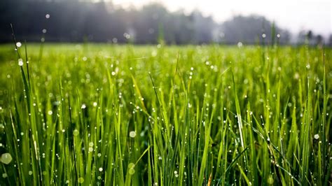 Hd Grass Wallpaper 76 Images