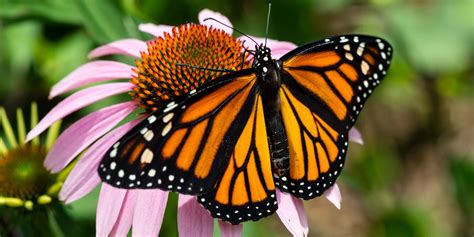 Monarch Butterfly Nebraska Game And Parks Commission