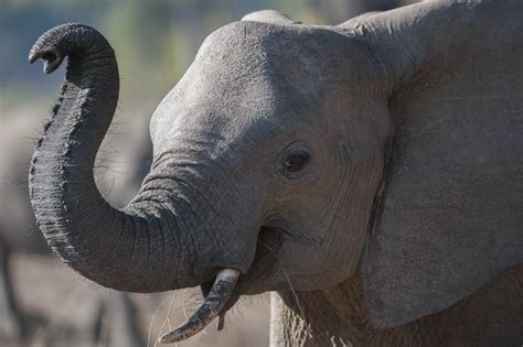 Close Up Of African Elephant Loxodonta Africana Smelling With Trunk