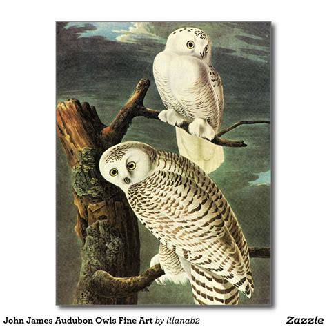 John James Audubon Owls Fine Art Snowy Owl Art Owl Posters Owl Art