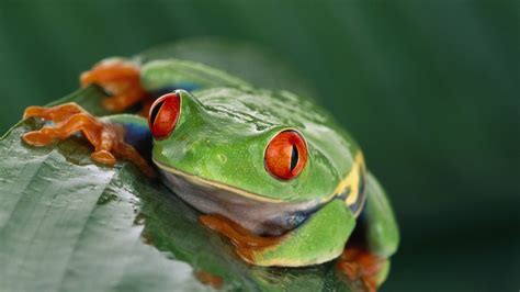 Wallpaper Tree Frog Costa Rica Green Orange Tropical Exotic
