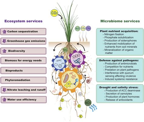 Managing Plant Microbiomes For Sustainable Biofuel Production