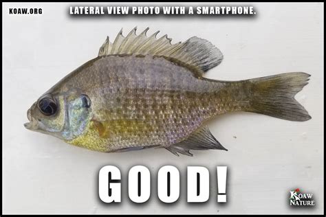 How To Photograph Your Fish Koaw Nature