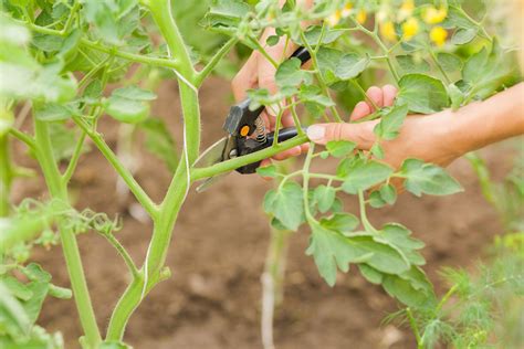 Six Tips For A Bountiful Tomato Crop