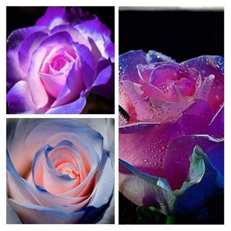 50 Blue And Pink Rose Seeds Rare Color Rich Aroma Diy Home Garden Rose