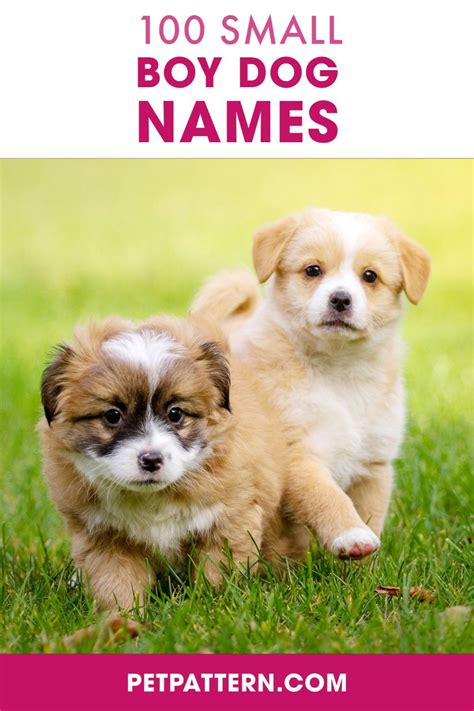 Small Male Dog Names Artofit
