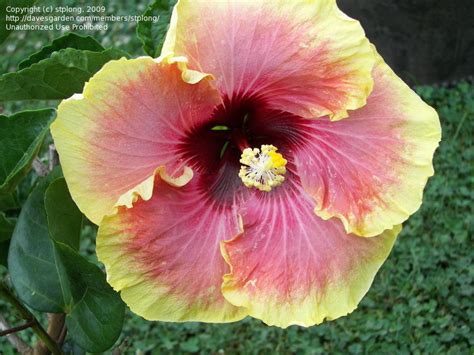Plantfiles Pictures Tropical Hibiscus Tahitian Queen Hibiscus Rosa