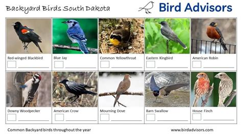 Top 28 Backyard Birds In South Dakota Free Id Charts Bird Advisors
