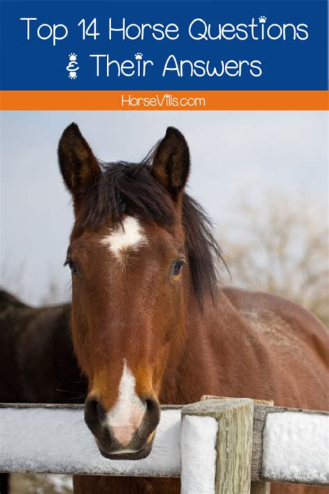 Top 14 Most Common Questions About Horses Their Answers