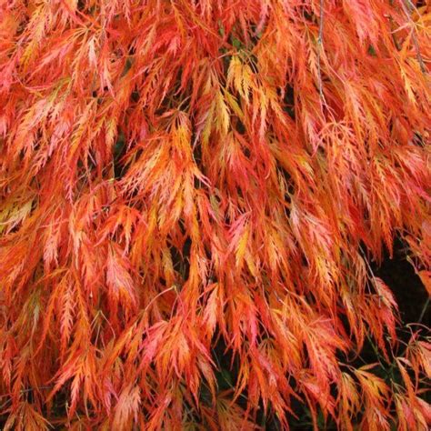 Acer is latin for sharp in and palmatum means shaped like a hand referring to the shape of the leaves. Acer palmatum dissectum Orangeola - Garden Plants