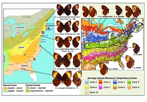 Maps And Phenotypes Of C Pegala Left Map Eastern North America