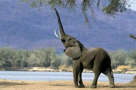 Elefante Elephantidae Características Y Hábitat Curiosfera Animales