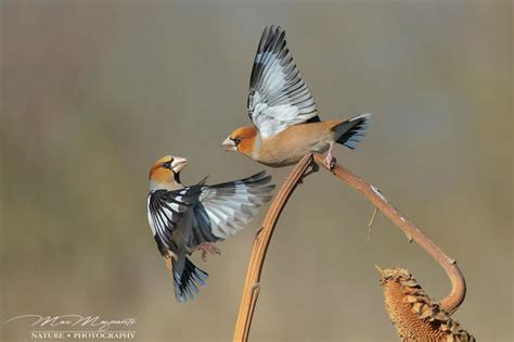 Crowd Results Birds Bird Photo Contest Photocrowd Photo