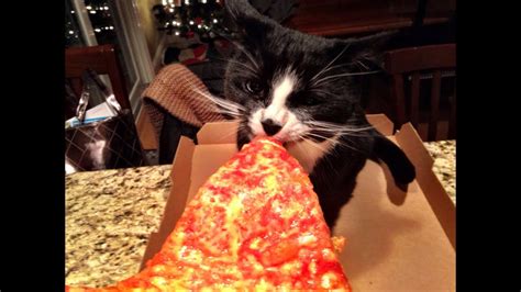 cat eats pizza youtube