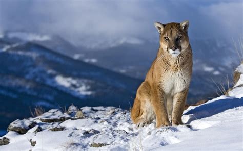 El Puma Del Este De Norteamérica Está Oficialmente Extinto Animales