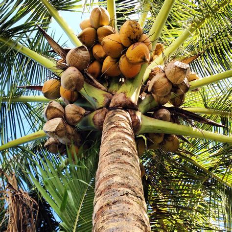 An Interview With The Maui Coconut Farmer Working To Bring Earths Most