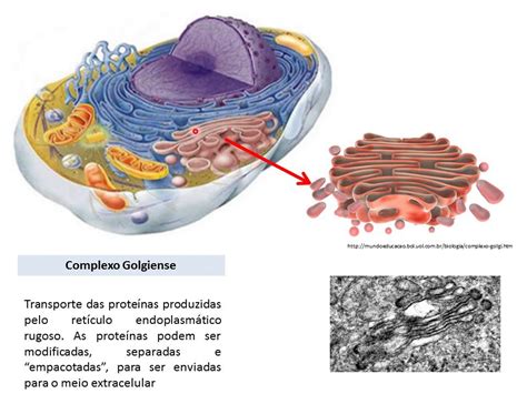 Celula Eucarionte Animal Estrutura E Funções Várias Estruturas
