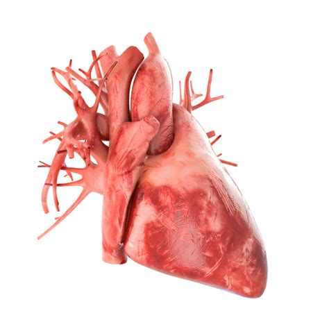 Modelo 3d Corazón Humano Animado V3 Materiales Listos Para Vray Y