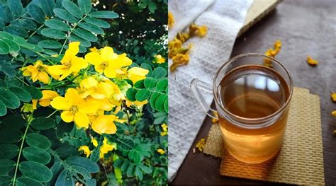 Healthy Immunity Aavaram Poo Herbal Tea Recipe In Tamil Indian