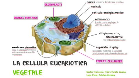 La Cellula Eucariotica Vegetale By Francesco Bastin