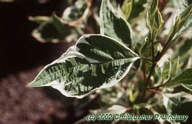Shipped with our arrive alive guarantee. Cornus alba 'Variegata' habit: UIPLANTS