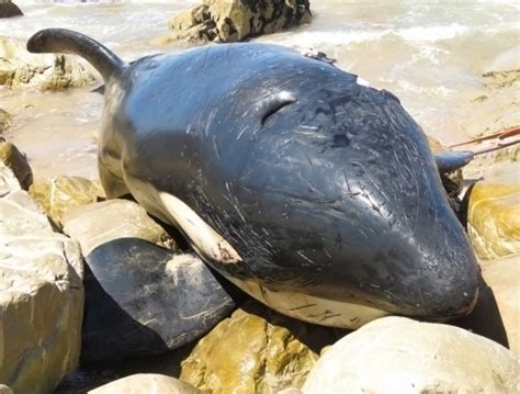 This Beached Orca Died With A Stomach Full Of Garbage