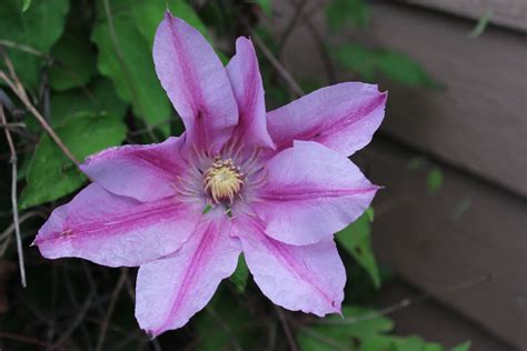 Denver is located in the south platte river valley on the western edge of the high plains just east of the front range of the rocky mountains. Pink Clematis, Loveland, Co
