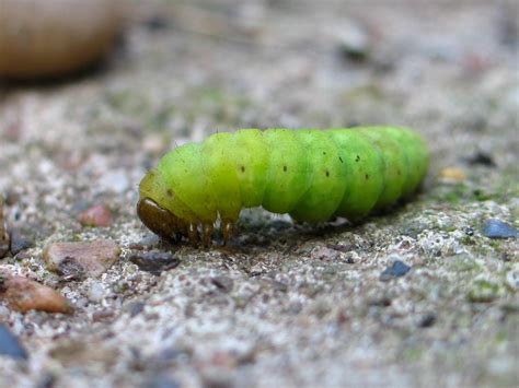 All images on this website have been taken in leicestershire and rutland by naturespot members. BugBlog: Angle Shades caterpillar