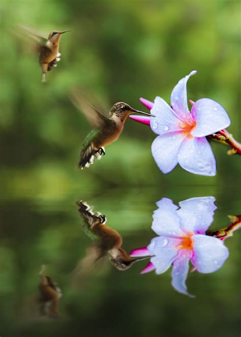 Hummingbird Meets Frangipani Birds And Butterflies