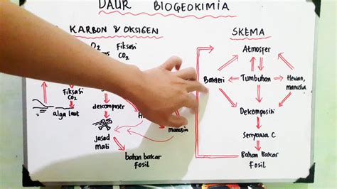Untuk mengekalkan keseimbangan karbon dioksida di atmosfera, pembebasan karbon dioksida ke atmosfera mesti sama dengan penyingkiran karbon. Daur Karbon dan Oksigen - Daur Biogeokimia - Ekologi ...