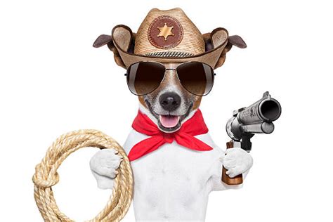 Jack Russell Terrier Wild West Humor Fun Stock Photos