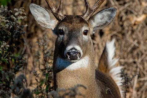 Field Aging Whitetail Deer Sporting Classics Daily