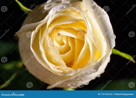 White Rose With Water Drops Stock Image Image Of Drops Macro 115143153