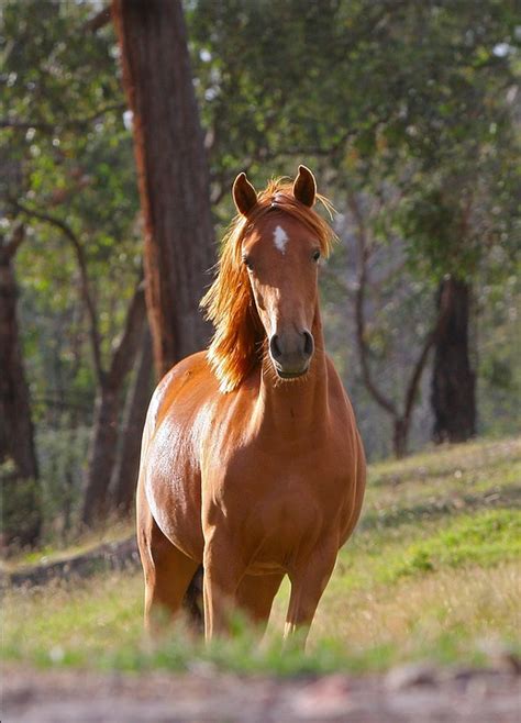 Gambar Foto Gratis Kuda Stella Hewan Pertanian Gambar Poni Australia