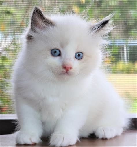 One black and white male one grey and white female. Ragdoll Kittens Divine - Some Previous Kittens We Have Had ...