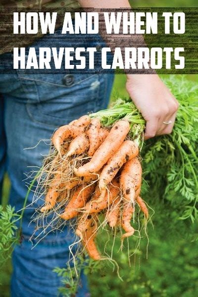 We did not find results for: How and When to harvest carrots #Organic_Gardening - 101 ...