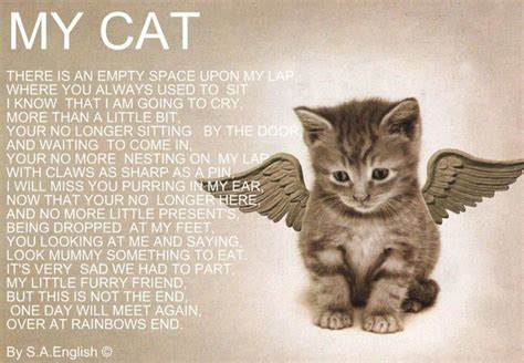 It is putting out the lamp because the dawn has come. oh, yes, quite so, replied the precious soul and, as a cat, you know i am most able to decide anything for myself. My Cats....Love you Seas and Jasper and Maggi..... | Pet ...