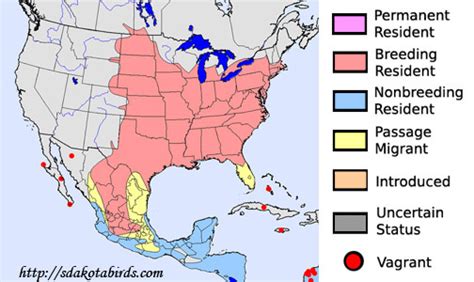 Orchard Oriole South Dakota Birds And Birding